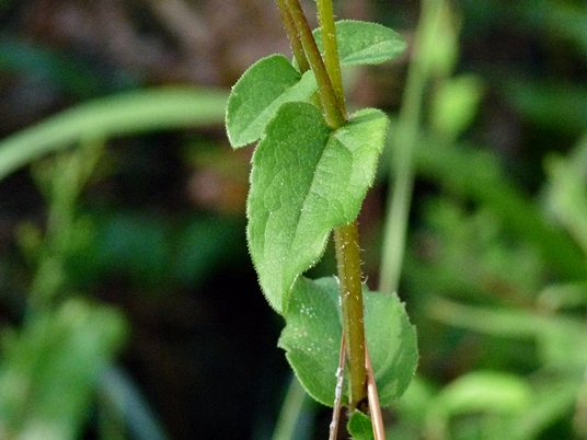 {Silphium simpsonii}